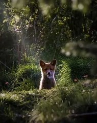 Magique ! Cette vidéo d'un renard va sublimer votre journee. Regardez !
