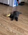 Quand un petit canard essaie de réveiller un chat, voici ce qui arrive !!