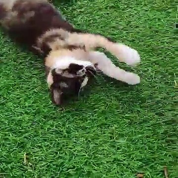 Deux chats se battent pour un ballon. Trop drôle !