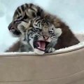 Ces bébés tigres font leur premiers pas dans la vie. Regardez les !