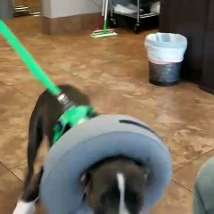 Ce chien ne veut pas quitter son maître. Trop mimi !!