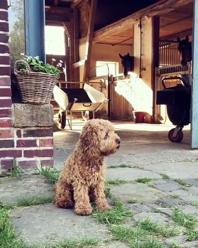 Cet adorable petit chien veut garder les chevaux. Mignon !!