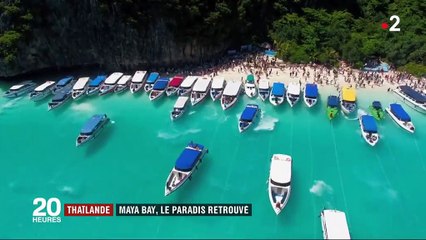 Thaïlande : comment Maya Bay retrouve peu à peu sa biodiversité