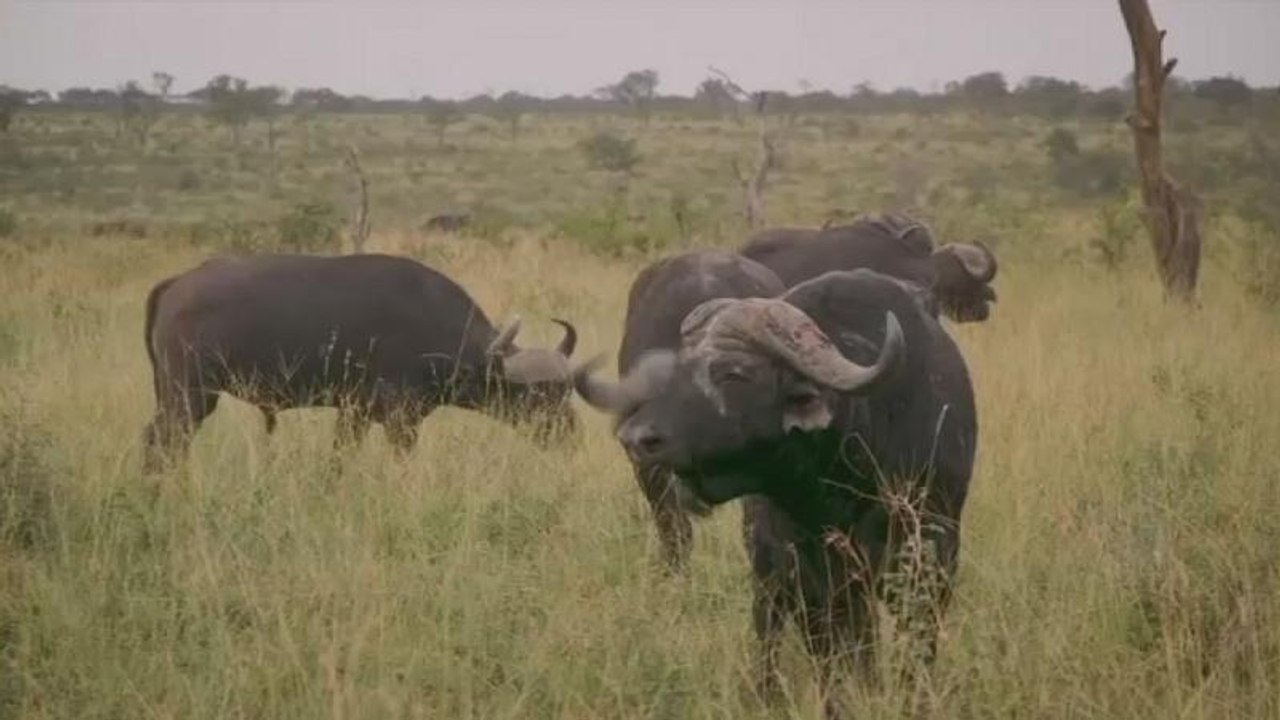 The big business of South Africa's game farms