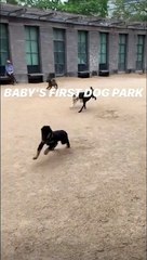 Emily Ratajkowski's Puppy Colombo Just Had His 1st Dog Park Visit-