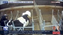 GRAND ANGLE - Vaches à hublot: la vidéo de L214 choque