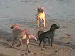 mon 1er bain,   Hossegor