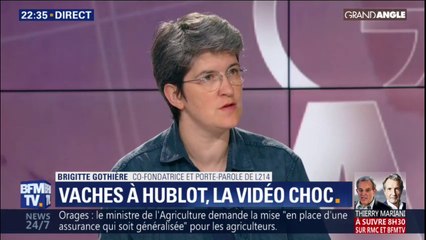 Vaches à hublot: pour la co-fondatrice de L214, "les animaux sont vus comme des machines qu'on peut toujours plus optimiser"