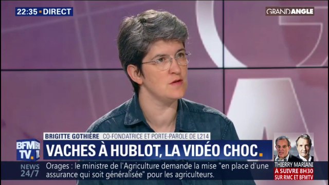 Vaches à hublot: pour la co-fondatrice de L214, les animaux sont vus comme des machines qu'on peut toujours plus optimiser