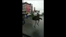 Un avestruz se escapa y causa el asombro en China