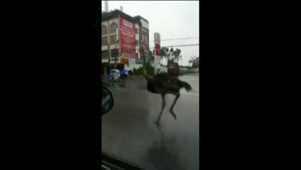 Un avestruz se escapa y causa el asombro en China
