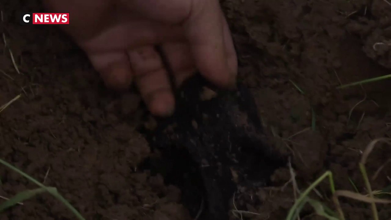 Dordogne : des petites culottes pour évaluer la vitalité des sols agricoles