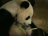 Dos mellizos panda reciben los cuidados de su madre