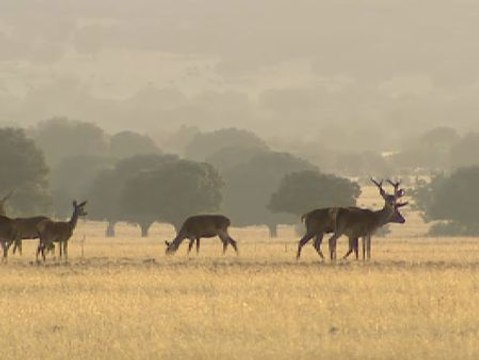 Con la llegada del otoño comienza al berrea del ciervos