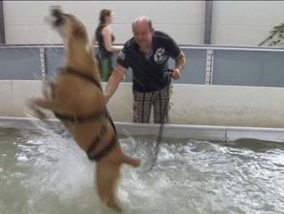 Un spa para perros