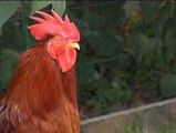 El gallo que quería ser un perro