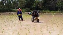 Predator Finds Harvesting Rice More Difficult than Harvesting Humans