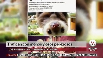 Download Video: Animales en peligro de extincion decomisados por FGR son vendidos: AZCARM