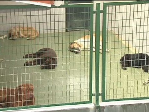 La Protectora de Guipúzcoa hace un llamamiento urgente a la adopción de perros