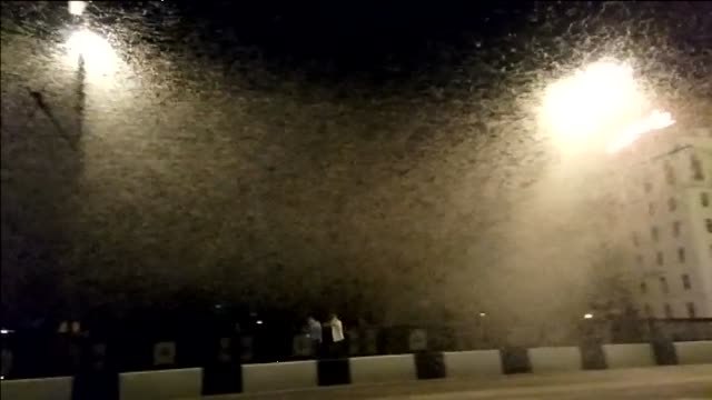 Impresionantes nubes de insectos cubren las farolas de la ciudad bielorrusa de Vítebsk