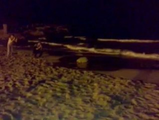 Una tortuga desova en una playa de Tarragona