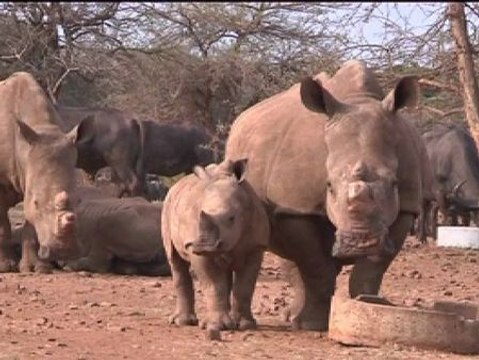 Memorias de África : un informe detallado sobre el tráfico ilegal de marfil