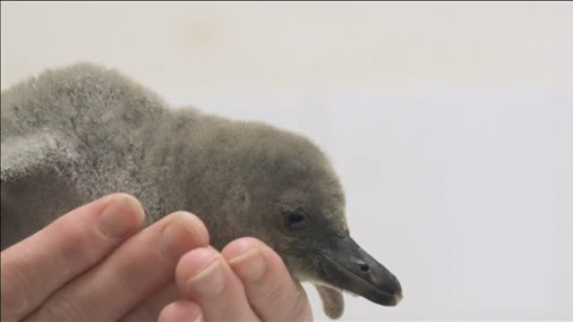 Una cría de pingüino nace prematuramente en el Zoológico de Londres
