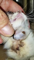 Kitty Suffers Swollen Face from Parasitic Fly