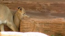 Los visitantes del zoo de Riverbanks ya pueden disfrutar de tres crías de león por primera vez en una década