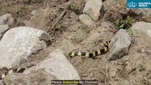 CAMERA CAPTURE SNAKE (BLACK AND WHITE - RINGED KRAITED) IN WORKING PLACE