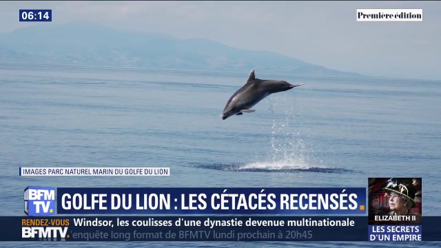 Combien y a-t-il de cétacés dans le parc naturel marin du Golfe du Lion ?