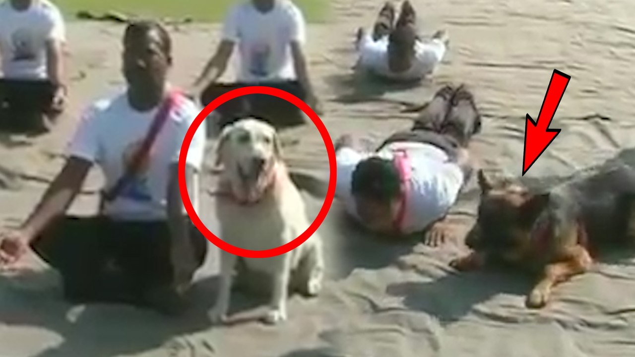 International Yoga Day | காஷ்மீரில் யோகா தினத்தில் அசத்திய ராணுவத்தின் மோப்ப நாய்கள்- வீடியோ