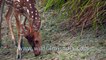 Critically Endangered Sundarban Mangrove Ecosystem - Beyond the Bengal Tiger. Cheetal (Spotted Deer), Lesser Adjutant Stork (breeding), Asian Small-Clawed Otter, Ruddy Kingfisher, Water Monitor Lizard, Salt Water Crocodile, Wildboar, Jungle foul.