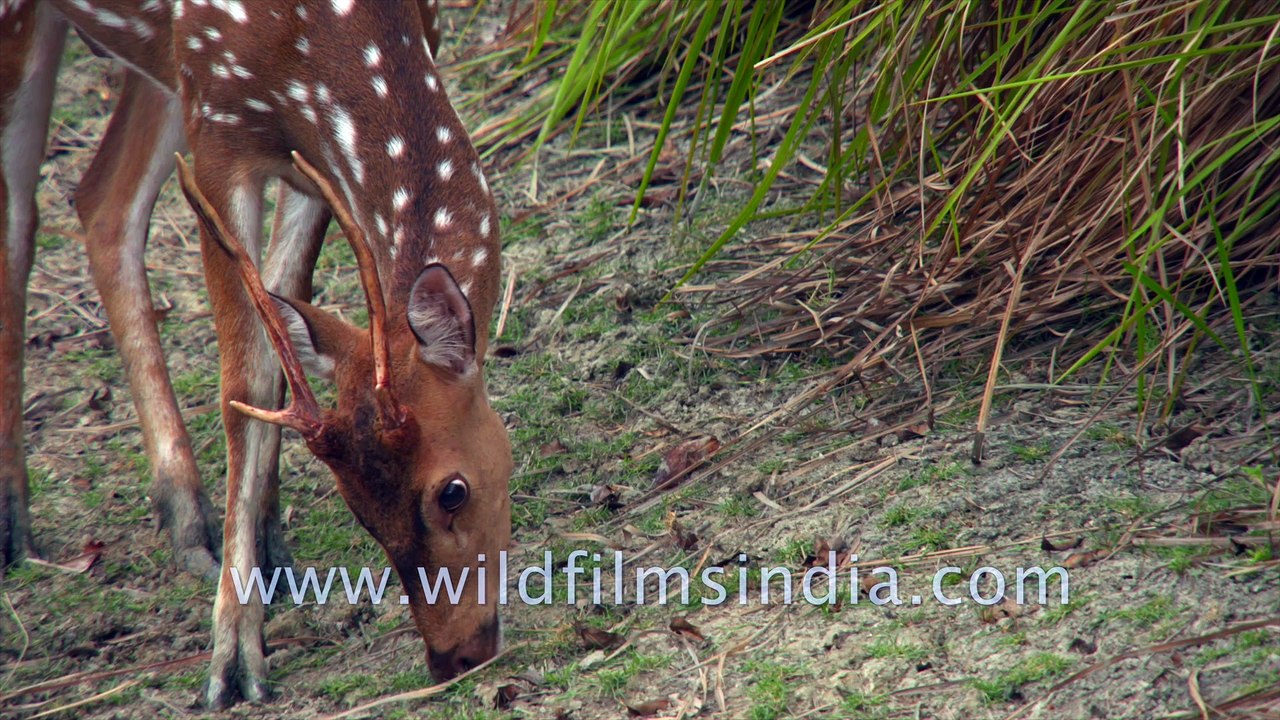 Critically Endangered Sundarban Mangrove Ecosystem - Beyond the Bengal Tiger. Cheetal (Spotted Deer), Lesser Adjutant Stork (breeding), Asian Small-Clawed Otter, Ruddy Kingfisher, Water Monitor Lizard, Salt Water Crocodile, Wildboar, Jungle foul.