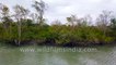 Mangrove Delta of Sundarban - a dense, shifting and copious network of exposed roots, rivers and creeks, 4k stock footage - Bay of Bengal, West Bengal, India.