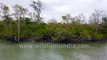 Mangrove Delta of Sundarban - a dense, shifting and copious network of exposed roots, rivers and creeks, 4k stock footage - Bay of Bengal, West Bengal, India.