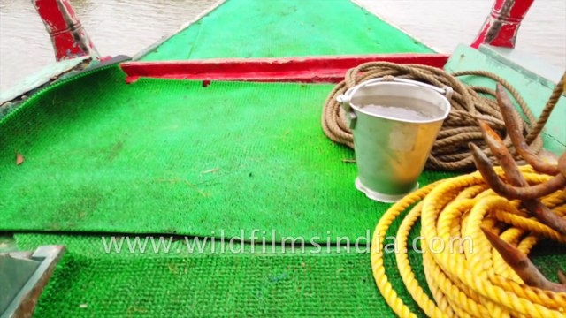 Floating in the Mangrover Delta under the afternoon sun, The Sundarban is the largest halophytic mangrove forest in the world, consisting of various types of trees and shrubs that grow in saline waters and sediment habitats