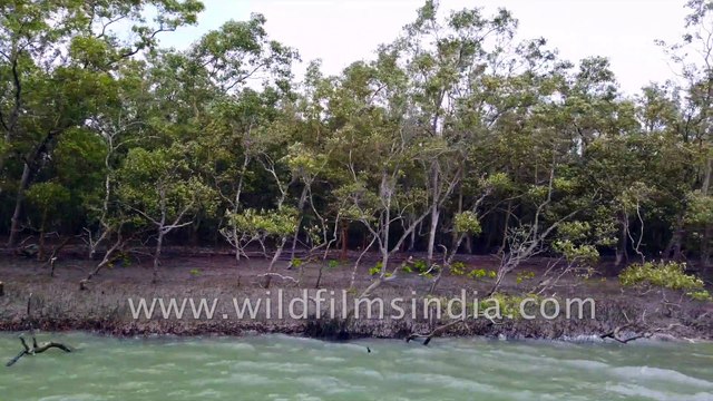 Rare and Endangered Mangroves - Hetal (Phoenix paludosa) - of Sundarban Delta , exposed root system during low tide. Enroute Dobanki Watch Tower , Bay of Bengal. West Bengal. 4k stock footage