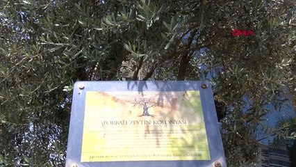 İZMİR Torbalı Zeytin Kolonyası, 70 ülkeye ihraç ediliyor