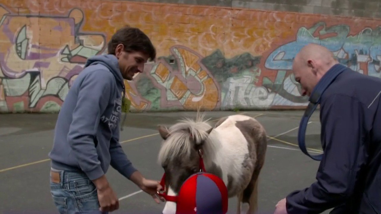 Faune - Des poneys pour voir la prison autrement