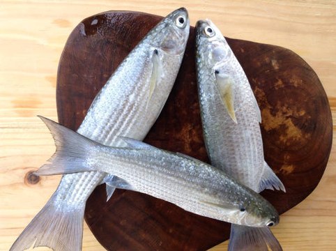 Manger dans le respect de l'environnement grâce aux viandes et poissons artificiels