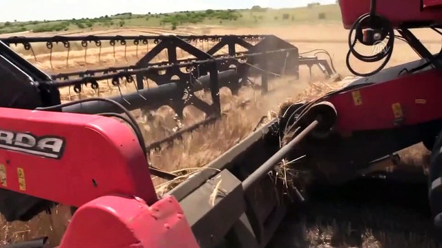 Buğday hasadında verimli yıl - TEKİRDAĞ