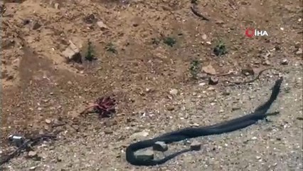 Yılanların dansı böyle görüntülendi