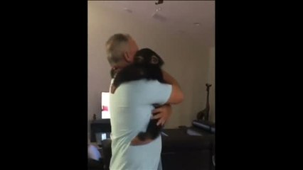 Reencuentro de un chimpancé con su familia adoptiva