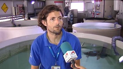 Una tortuga boba se acerca a la playa de Benicassim para desovar