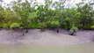 Sundarban Tiger Reserve during low tide - exposed mangrove root system, creeks, and river bank.