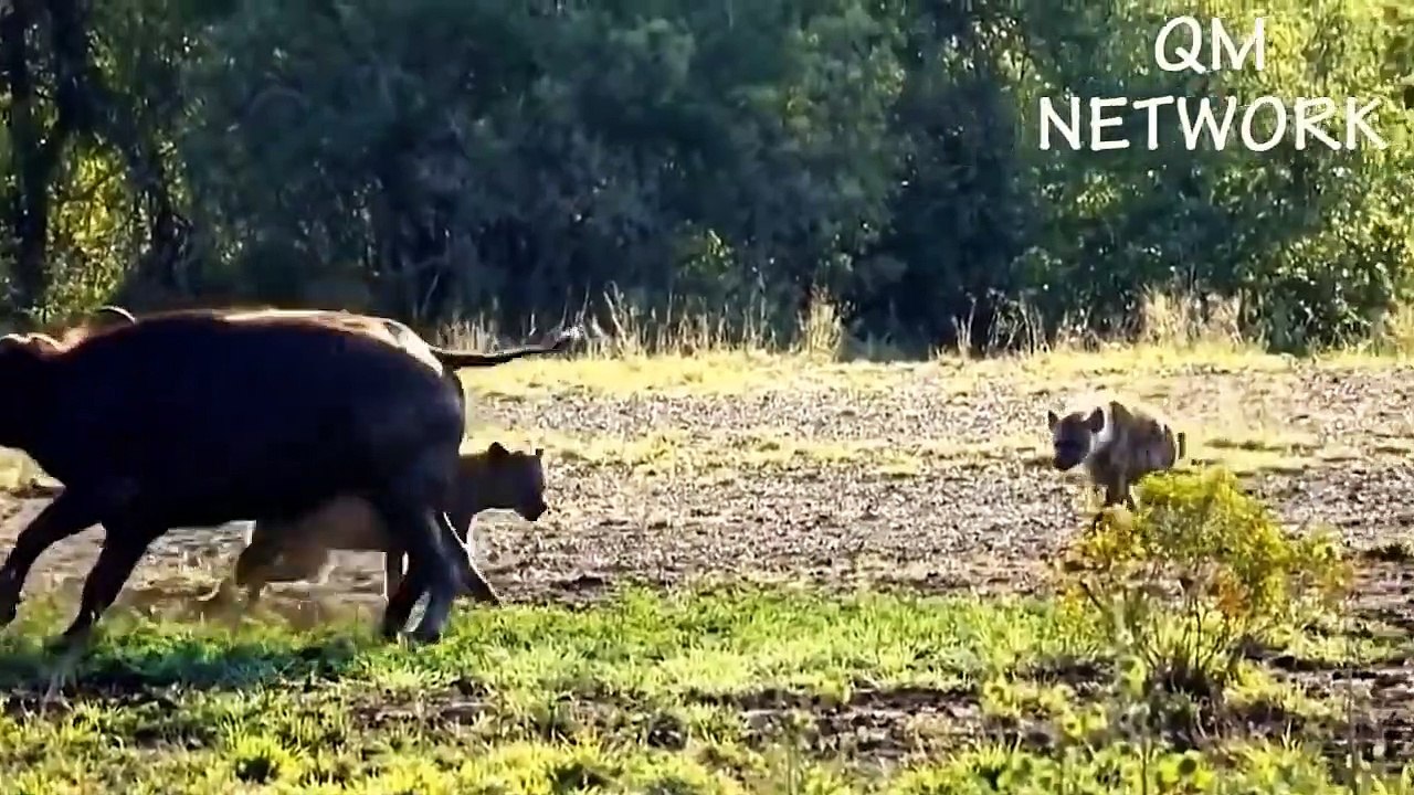 OMG! King Lion come to destroy Hyenas territory and steal food, Epic battle of King Lion Vs Hyena