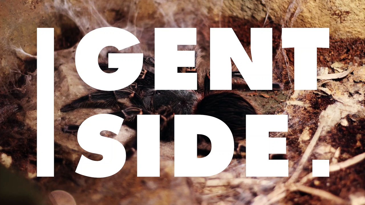 Uma enorme aranha é vista nadando (Vídeo)