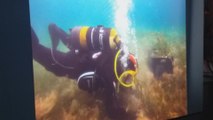 Buzos replantan posidonia oceánica en Pollença (Mallorca)