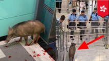 Babi hutan berlarian di stasiun MTR Hong Kong - TomoNews